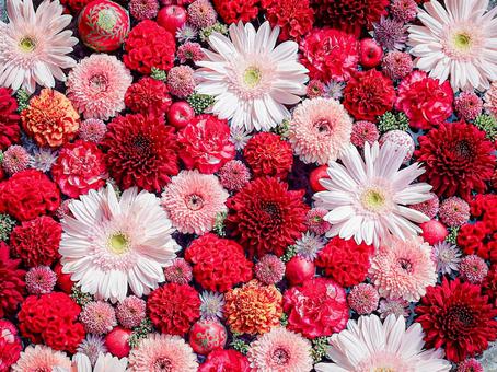 花手水④ 花手水,花,赤の写真素材