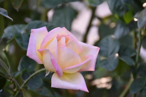 薔薇 薔薇の写真