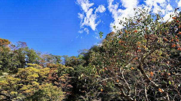 養老渓谷喜楽里(きらり)の老川路頭の紅葉 養老渓谷喜楽里(きらり)の老川路頭の紅葉 紅葉,老川路頭,森の写真素材