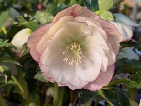 クリスマスローズ クリスマスローズ,花,はなの写真素材