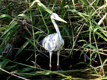 河岸の草やぶで採餌するアオサギ 河岸の草やぶで採餌するアオサギ アオサギ,鳥,野鳥の写真素材