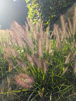 雑草 植物,緑,雑草の写真素材