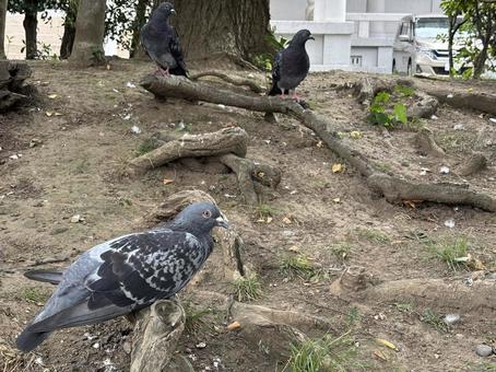 鳩の休憩 鳩の休憩の写真