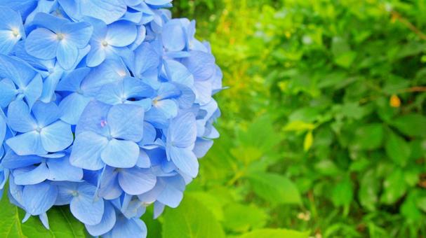 癒しと静寂を感じる紫陽花の風景 癒しと静寂を感じる紫陽花の風景 紫陽花,あじさい,6月の写真素材