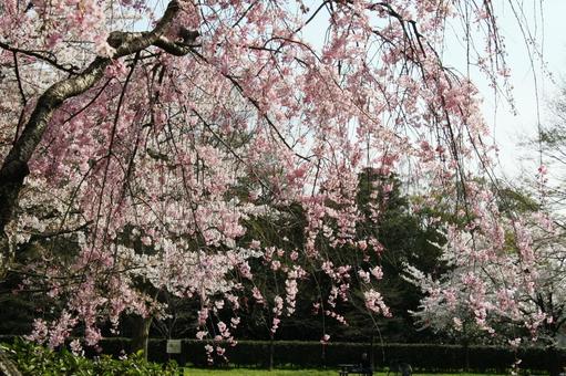 枝垂桜・しだれざくら 枝垂桜・しだれざくらの写真