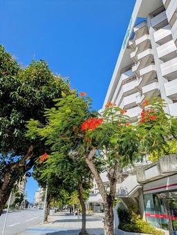 沖縄 那覇市の風景 沖縄 那覇市の風景 沖縄,沖縄旅行,那覇市の写真素材