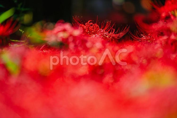 秩父巾着田に咲く曼珠沙華の花 日本,埼玉,秩父の写真素材