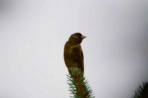 カワラヒワ カワラヒワの写真