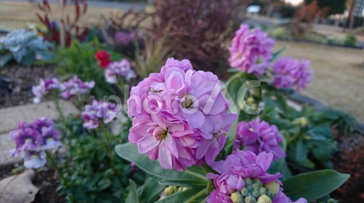 ストック Stock アラセイトウ ストック,stock,植物の写真素材