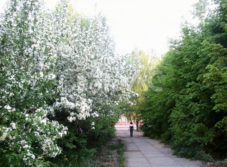 りんごの小路 リンゴ,小路,白い花の写真素材