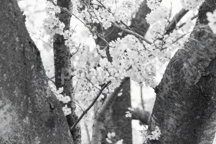桜の枝と花 桜,花,枝の写真素材