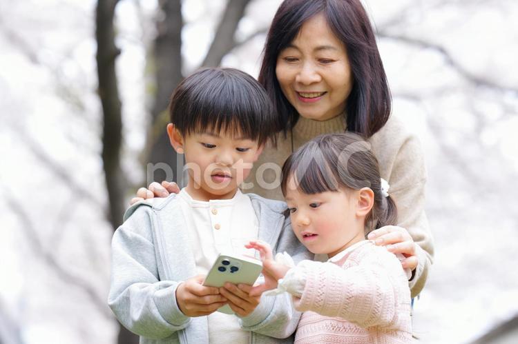桜の前でスマートフォンを見ている男の子と女の子とおばあちゃん 男の子,女の子,兄妹の写真素材