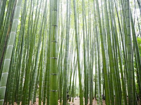 竹林 竹林 竹林,竹,緑の写真素材