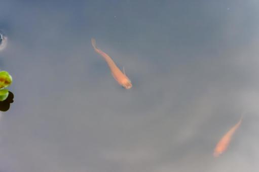 静かな水面を泳ぐ朱色のメダカ 静かな水面を泳ぐ朱色のメダカの写真