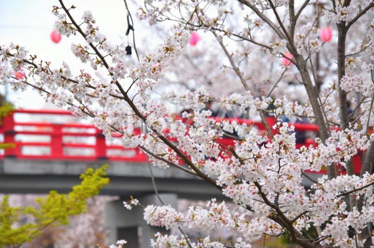 桜 桜,さくら,サクラの写真素材