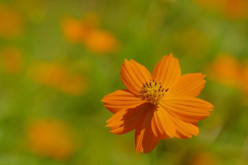 Yellow cosmos, yellow cosmos, orange flowers, JPG