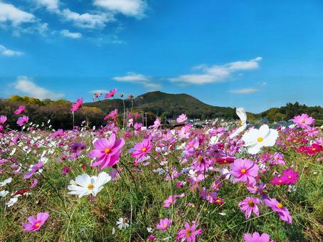 コスモスと日和田山 コスモスと日和田山の写真