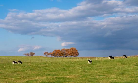 秋の牧草地で放牧される乳牛 牧場,牧草地,紅葉の写真素材