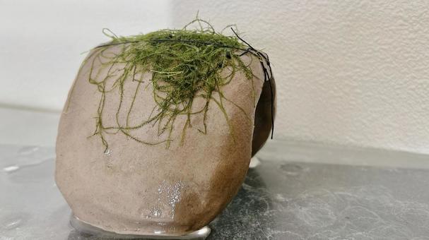 素焼きの隠れ家に水草を付ける 素焼きの隠れ家に水草を付ける アクアリウム,水草,ウィローモスの写真素材