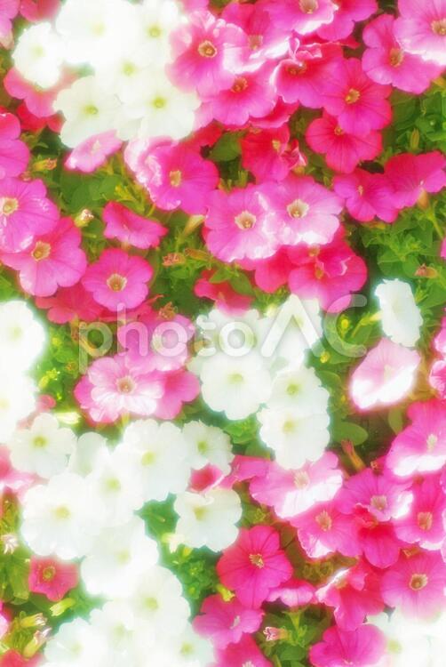 春の花_ソフトフォーカス_イメージ 花,バックグラウンド,背景の写真素材