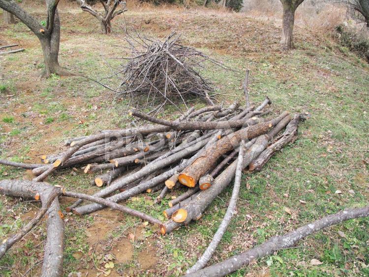冬の間に強剪定をした放置梅の枝 梅の木,梅,うめの写真素材