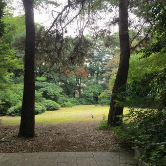 二つの木の風景 二つの木の風景 木,木漏れ日,風景の写真素材