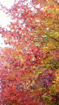 紅葉-1271の写真