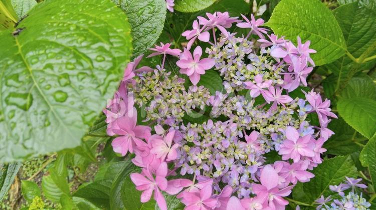 あじさい 紫陽花,あじさい,アジサイの写真素材