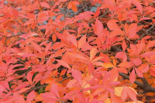 真っ赤に紅葉したツツジの木 真っ赤に紅葉したツツジの木の写真