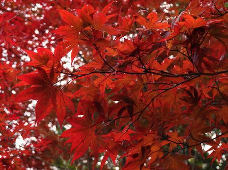 深紅のモミジ モミジ,紅葉,真っ赤の写真素材