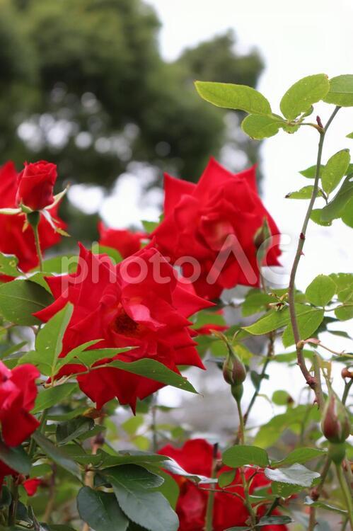 日本生まれの赤い薔薇、かがやき 薔薇,植物,花の写真素材