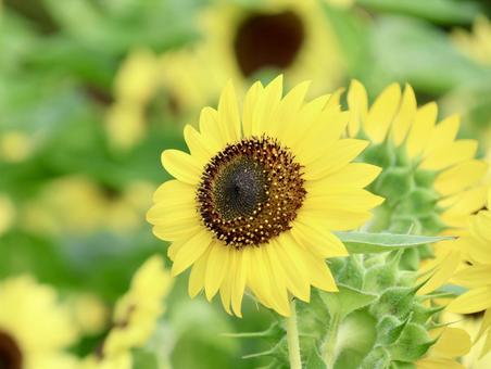 Sunflower, JPG Sunflower, JPG