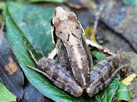 くまさんを背負ったカエル あかがえる,ヤマアカガエル,アカガエルの写真素材