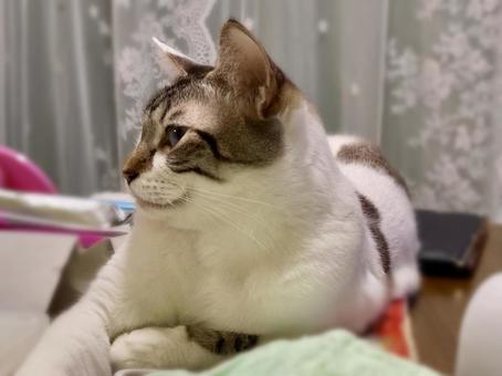 シャムトラにゃんこ様の横顔 シャムトラにゃんこ様の横顔 猫,シャムトラ,微睡むの写真素材