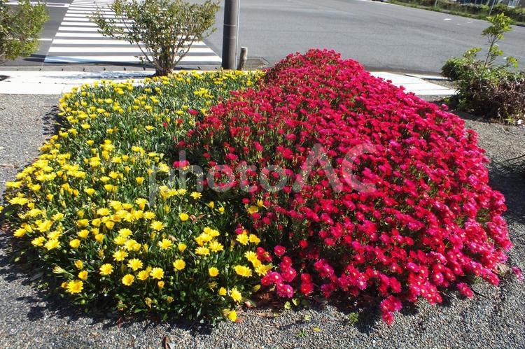交差点のマツバギクとガザニアの花 マツバギク,ガザニア,赤い花の写真素材
