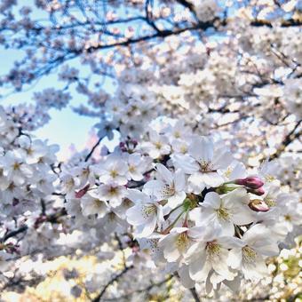 桜 桜の写真