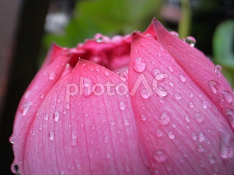 水滴が付いたハスの蕾 ハス,蓮,蕾の写真素材