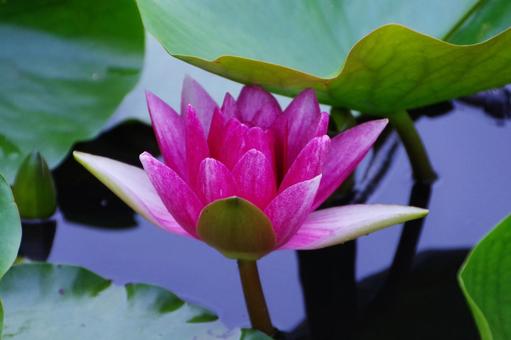 Water lily, JPG