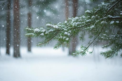 雪の積もった針葉樹の枝 雪の積もった針葉樹の枝の写真
