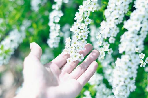 Photo, spring, snow, snow willow, 