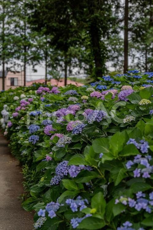 指扇アジサイまつり2025年 アジサイ,紫陽花,花の写真素材