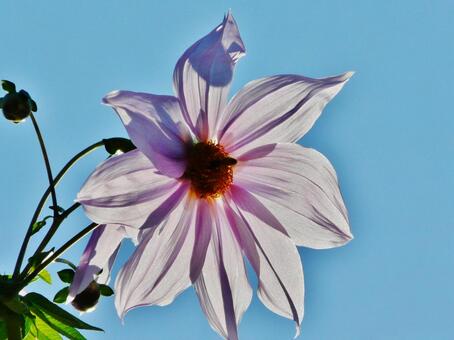 木立ダリア 木立ダリアの写真
