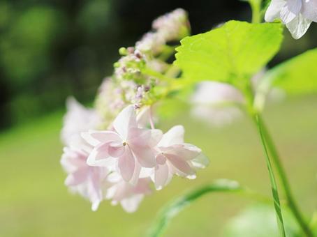 薄桃色のアジサイ 薄桃色のアジサイ ハナショウブ,薄桃色,ピンク色の写真素材