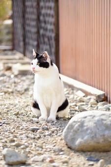 町中の野良猫 町中の野良猫の写真