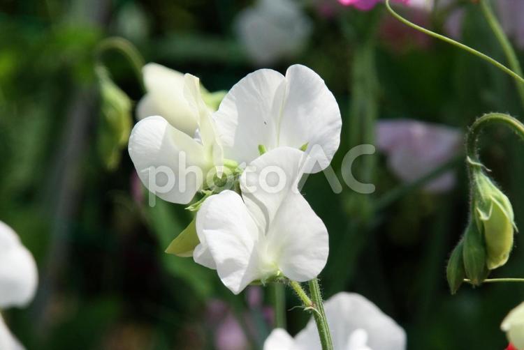 スイートピーのクローズアップ スイートピー,つる性草花,初夏の写真素材