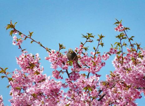 A brown-eared bulbul resting on the Kawazu cherry blossoms in full bloom, JPG