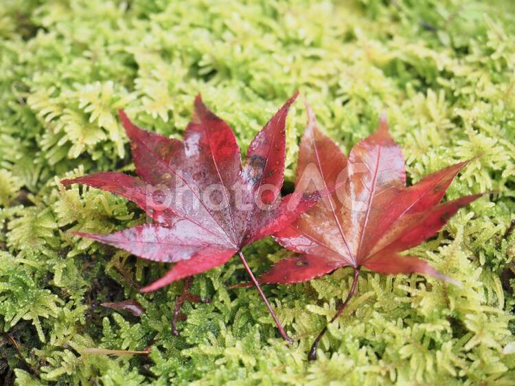 寄り添うもみじの葉 奈良,秋,寄り添うの写真素材