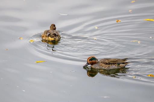 コガモ⑾ 鳥,コガモ,オスの写真素材