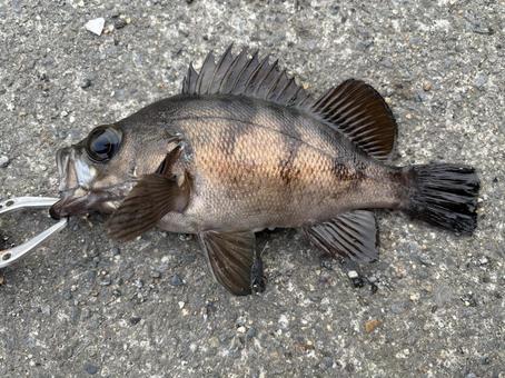 メバル メバル メバル,眼張,魚の写真素材