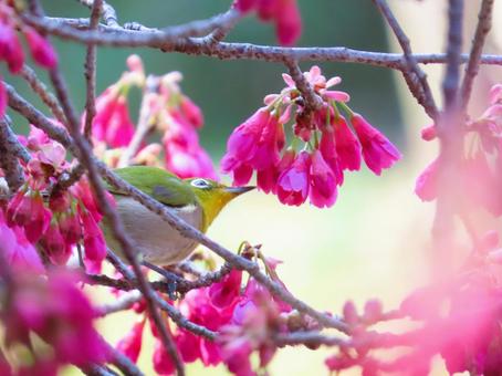 メジロと寒緋桜 メジロと寒緋桜の写真